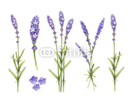 Naklejki Lavender flowers collection. Watercolor illustrations