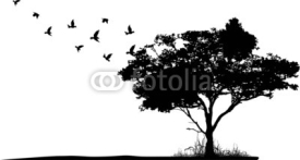 Fototapety tree silhouette with birds flying