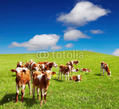 Fototapety Grazing calves