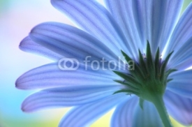 Naklejki blue flower