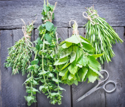 Fototapety aroma herbs