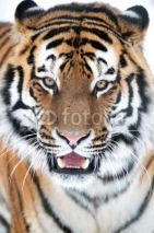 Naklejki Siberian Tiger Close Up