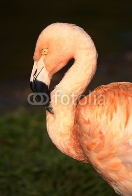 Pink flamingo