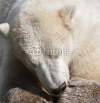 Naklejki Polar Bear
