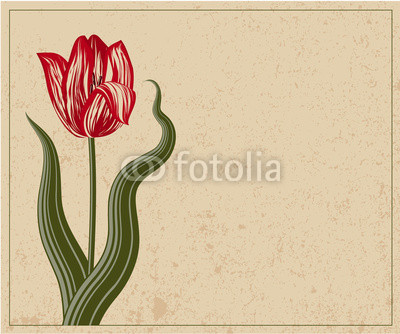 Tulip. Vector vintage template.