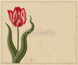 Fototapety Tulip. Vector vintage template.