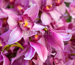 Naklejki Purples bouquet of orchids. Floral pattern.