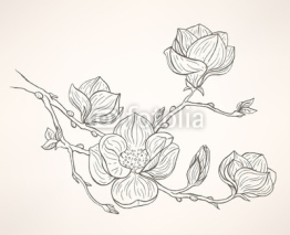 Obrazy i plakaty blooming magnolia