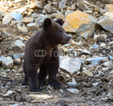 Fototapety little Bear