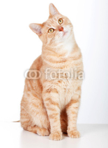 Fototapety Red cat.