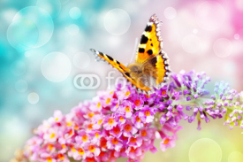 Naklejki butterfly on flower