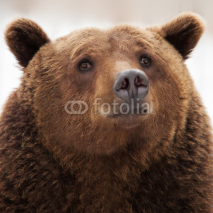 Naklejki Brown bear