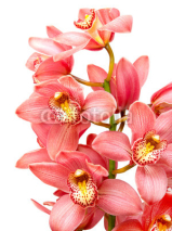 Naklejki orchid flower