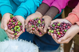 Naklejki coffee berries on agriculturist hands
