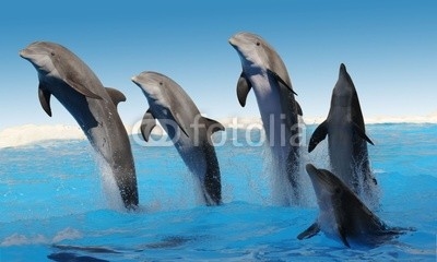 Delfine Freigestellt