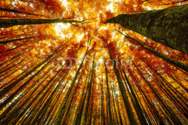 Fototapety big beech trees in autumnal wood