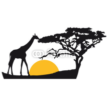 Fototapety Afrika Sonnenuntergang Baum Giraffe Landschaft Fressen Abends Sa