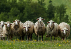 Naklejki Sheep in Tuscany