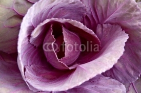 Naklejki Cabbage flower