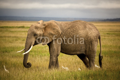 African elephant walking with cattle egrets in grass