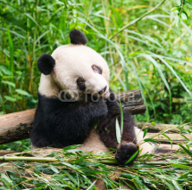 Naklejki Giant panda eating bamboo