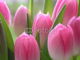 Naklejki pink tulips