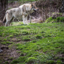 Naklejki Gray/Eurasian wolf (Canis lupus)