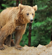 Fototapety Bear