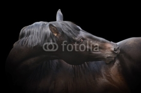 Fototapety black purebred stallion