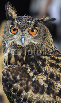 Eagle Owl/An eagle owl 