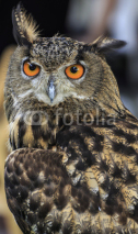 Obrazy i plakaty Eagle Owl/An eagle owl 