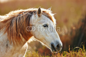 Obrazy i plakaty Portrait of a white horse of Camargue in backlight