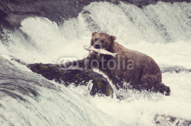 Fototapety Bear on Alaska