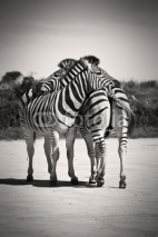 Naklejki Zebra love