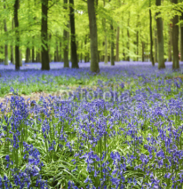 Naklejki bluebell woods ashridge berkhamsted hertfordshire