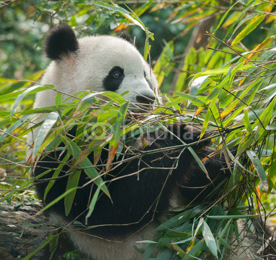 Panda bear eating in bamboo forest