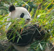 Naklejki Panda bear eating in bamboo forest