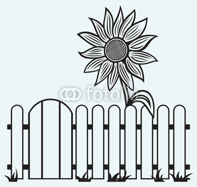 Sunflower and fence isolated on blue batskground