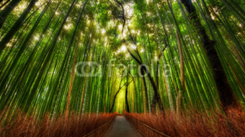 Naklejki The Bamboo Forest