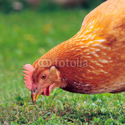 Chicken Eating Grains and Grass