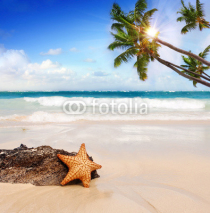 Obrazy i plakaty Starfish with ocean , beach and seascape. 