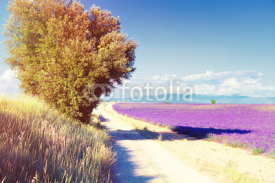 Naklejki Lavender field