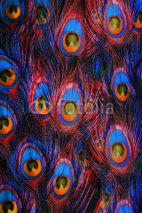 Obrazy i plakaty Colorful peacock feathers background
