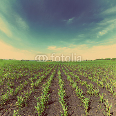 corn field - vintage retro style