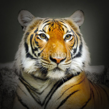 Obrazy i plakaty The Tiger.