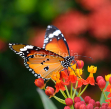 Fototapety Butterfly on orange flower in the garden