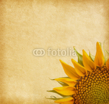 Naklejki Beige background. aged paper texture with sunflower