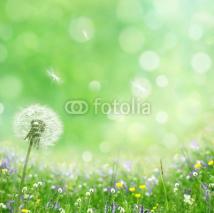 Fototapety spring background