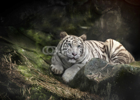 Fototapety WHITE TIGER on a rock