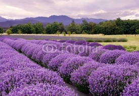 Naklejki Lavender Farm in Sequim, Washington, USA